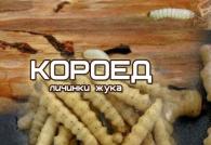 Жареная саранча как вкусная и полезная альтернатива чипсам Черные лесные муравьи и их личинки